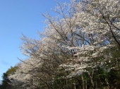 桜　フリー写真
