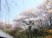 浄慶寺の桜