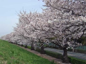 土手脇の桜写真