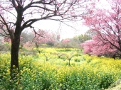 ヒカン桜と菜の花