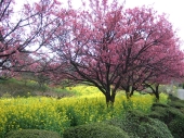 ヒカン桜　フリー画像