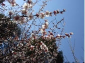 杏子の花 フリー写真素材