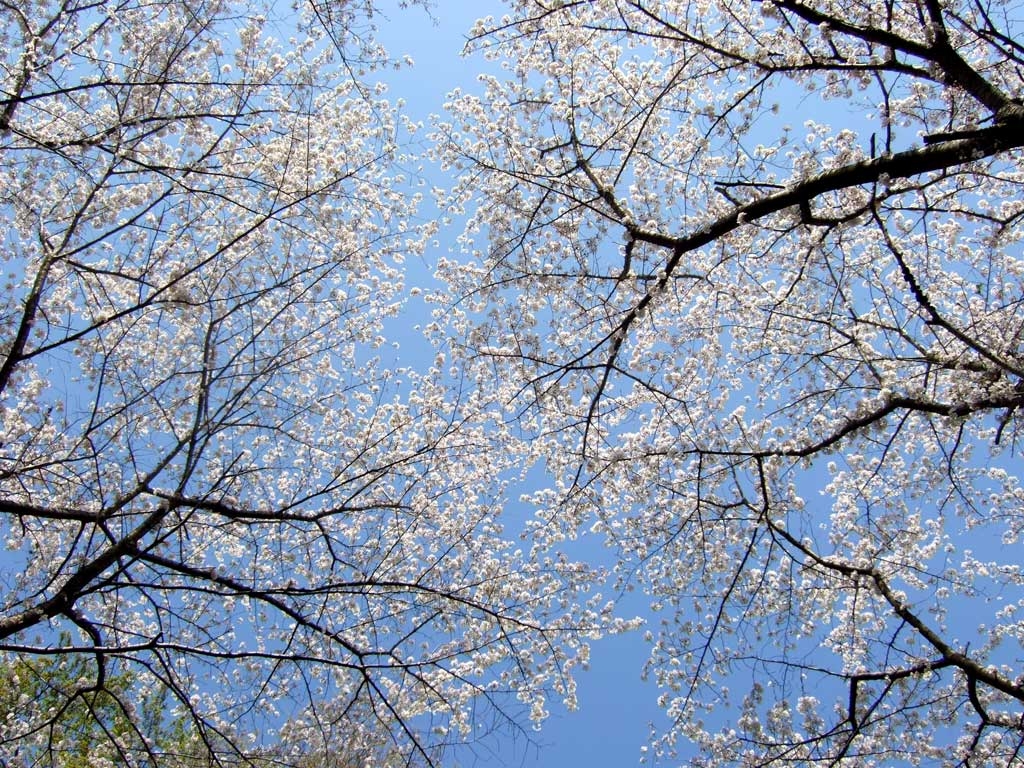桜 さくら Sakura の無料フリー写真素材