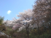 桜　無料壁紙
