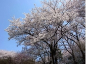 桜　画像