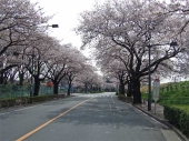 染地通り　桜