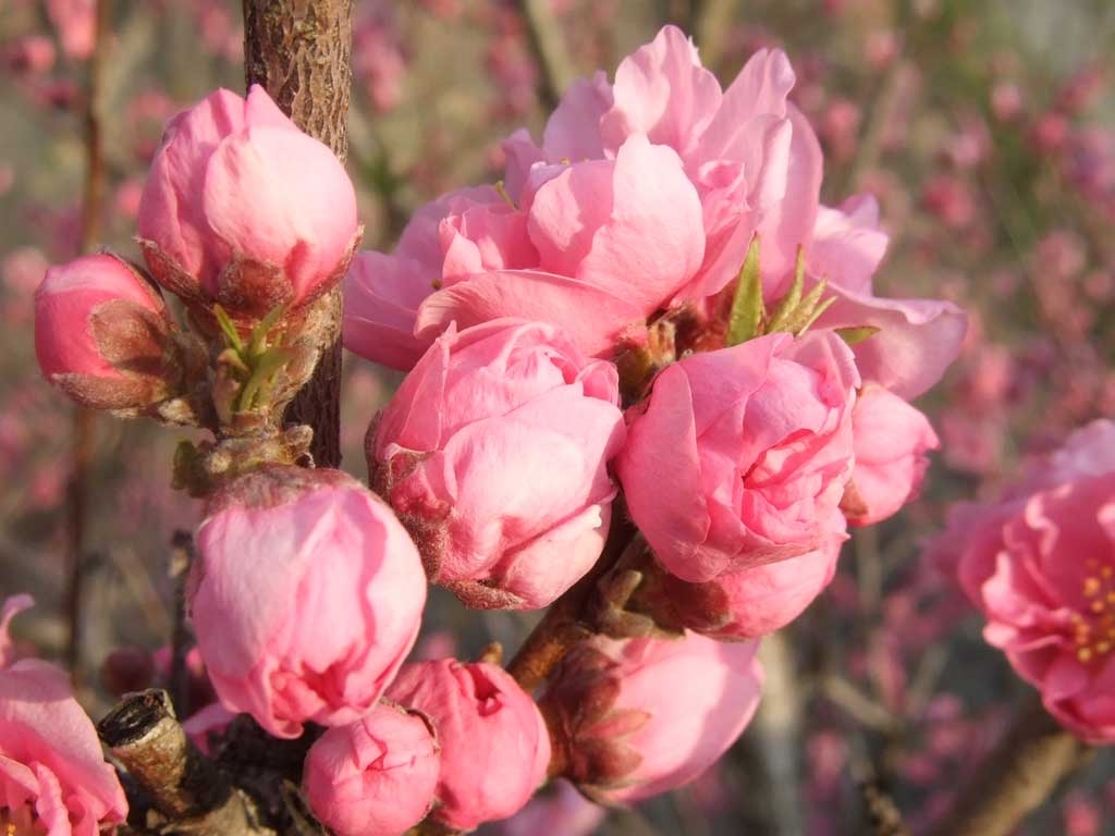 モモ 桃 の花 無料フリー写真素材