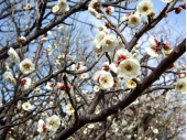 梅の花 フリー写真素材