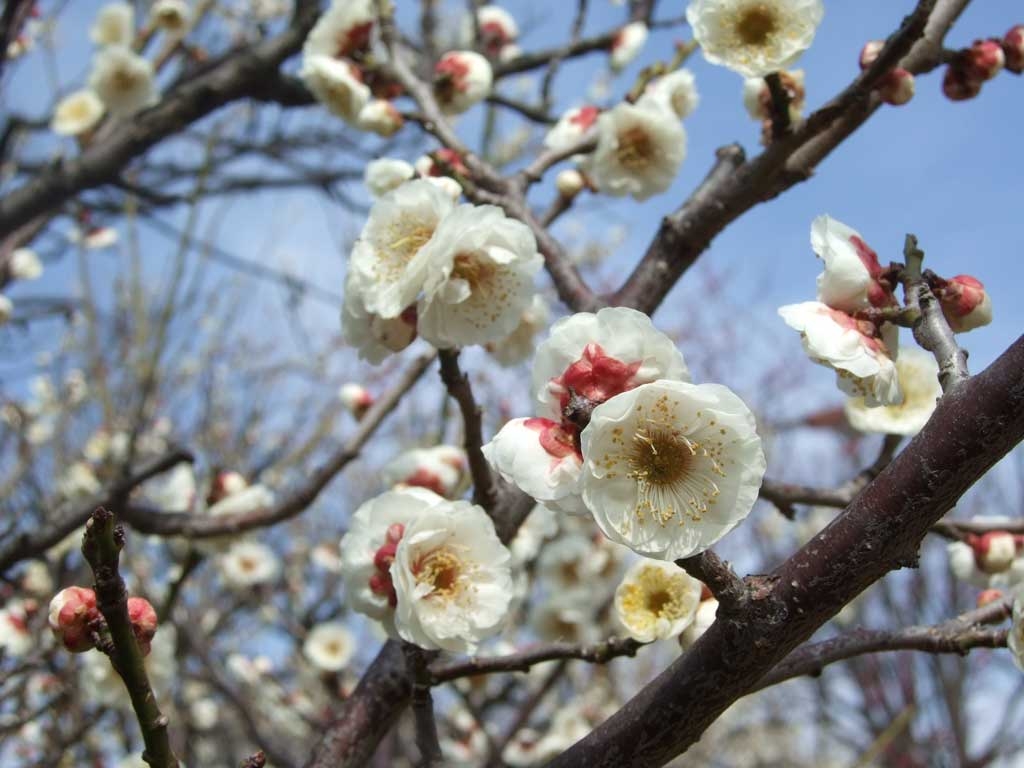 梅の花 無料フリー写真素材