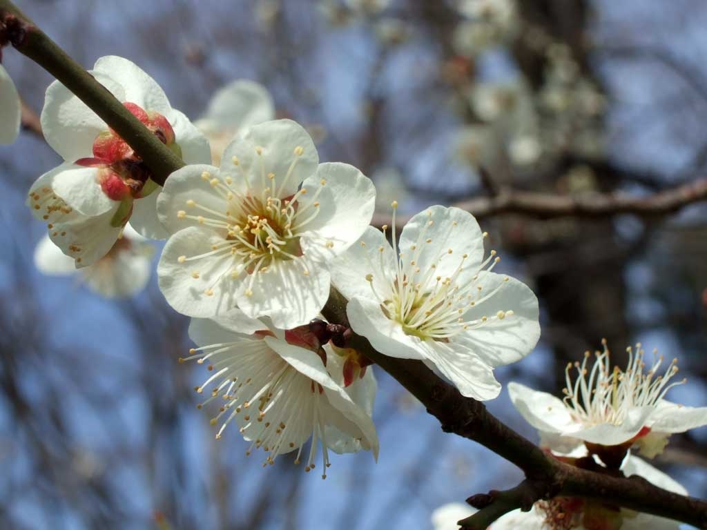 梅の花 無料フリー写真素材