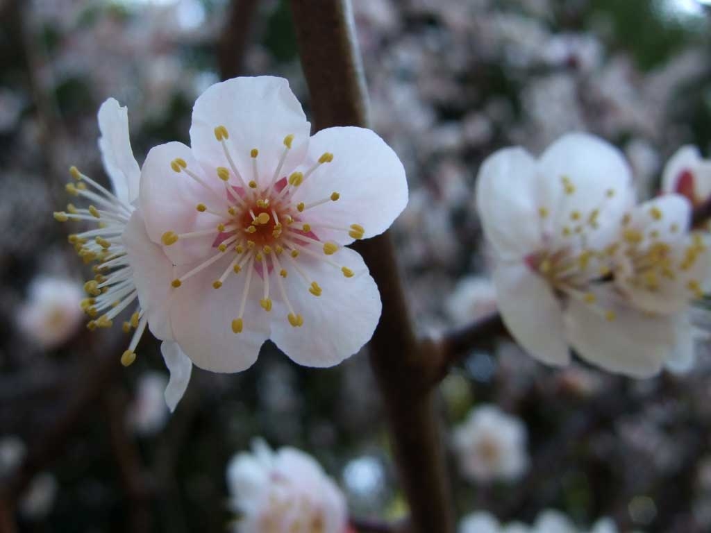 梅の花 無料フリー写真素材
