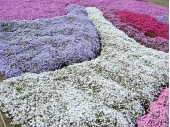 芝桜フリー画像