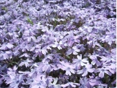 芝桜紫